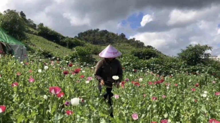 Opium cultivation resumes on Shan-Karenni border; Black opium market price hits 1 Million Kyats per viss