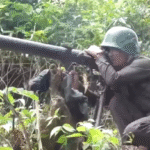 AA
